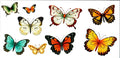 Butterflies